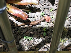 CairnsTC049 Jardin Botanique 049